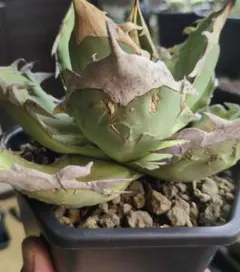 2026年最新】オアハカワイルドの人気アイテム - メルカリ