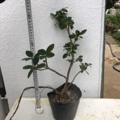 2026年最新】パンダガジュマル斑入りの人気アイテム - メルカリ