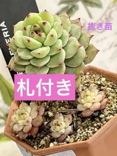 2026年最新】多肉 抜き苗 セットの人気アイテム - メルカリ