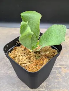 2026年最新】cotton cloud ビカクシダの人気アイテム - メルカリ