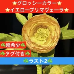 2026年最新】加藤農園クリスマスローズの人気アイテム - メルカリ