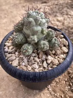 2026年最新】オルテゴカクタスの人気アイテム - メルカリ