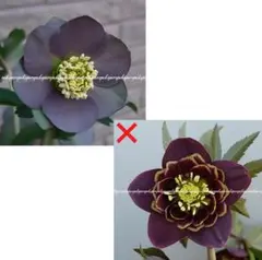 2026年最新】クリスマスローズ 雅の人気アイテム - メルカリ