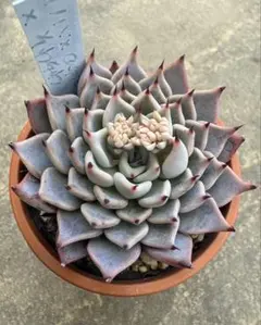 2026年最新】おらいさん苗 そわそわの人気アイテム - メルカリ