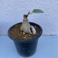 2026年最新】パンダガジュマル斑入りの人気アイテム - メルカリ