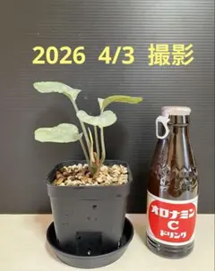 2026年最新】ホマロメナ Homalomenaの人気アイテム - メルカリ