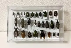 2026年最新】カブトガニ 標本の人気アイテム - メルカリ