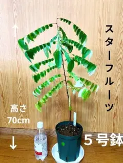2026年最新】スターフルーツ 苗木の人気アイテム - メルカリ