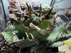 2026年最新】皇冠 子株の人気アイテム - メルカリ