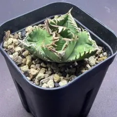 2026年最新】皇冠 子株の人気アイテム - メルカリ