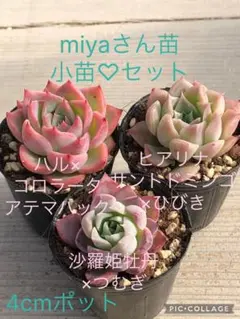 2026年最新】miya苗の人気アイテム - メルカリ