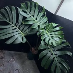 2026年最新】モンステラ マクロコズムの人気アイテム - メルカリ