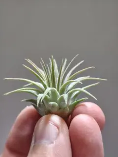 2026年最新】ヘッジ イオナンタの人気アイテム - メルカリ