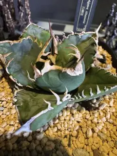 2026年最新】チタノタ白幽霊の人気アイテム - メルカリ