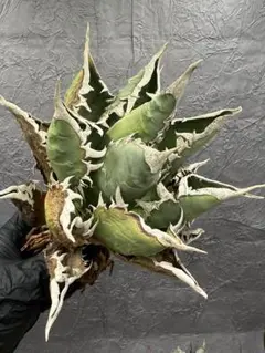 2026年最新】チタノタ海王の人気アイテム - メルカリ