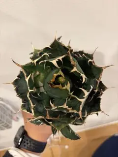 2026年最新】アガベ 白鯨 大株の人気アイテム - メルカリ