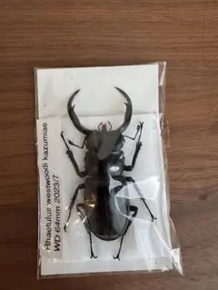 2026年最新】ウエストウッディ 標本の人気アイテム - メルカリ