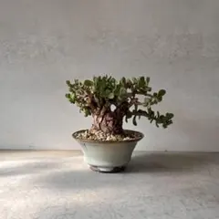 2026年最新】ピグマエア ベアルートの人気アイテム - メルカリ