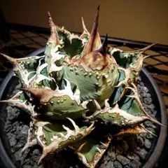 2026年最新】麻花 アガベの人気アイテム - メルカリ