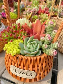 2026年最新】ロンギシマ 多肉の人気アイテム - メルカリ