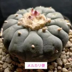 2026年最新】烏羽玉の人気アイテム - メルカリ