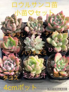 2026年最新】ロウルサンコ 多肉の人気アイテム - メルカリ