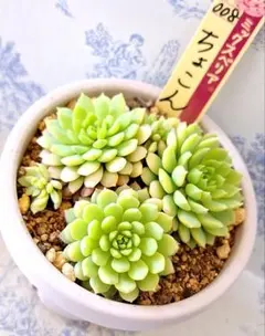 2026年最新】おらいさん苗 ちょこんの人気アイテム - メルカリ