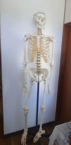 2026年最新】somso 模型の人気アイテム - メルカリ