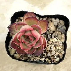 2026年最新】優木園の人気アイテム - メルカリ