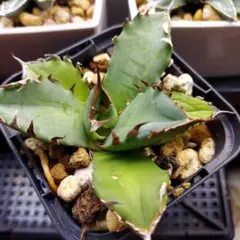 2026年最新】姫厳竜 子株の人気アイテム - メルカリ