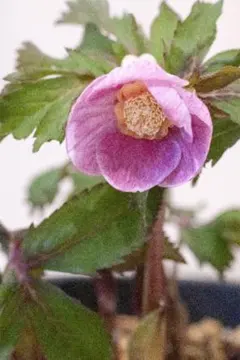 2026年最新】大木 クリスマスローズの人気アイテム - メルカリ