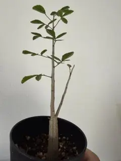 2026年最新】コミフォラの人気アイテム - メルカリ