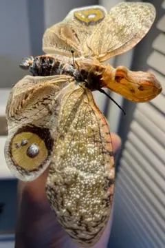 2026年最新】ハゴロモ 標本の人気アイテム - メルカリ