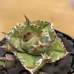 2026年最新】皇冠 アガベの人気アイテム - メルカリ