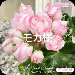 2026年最新】バラ咲きゼラニウムの人気アイテム - メルカリ