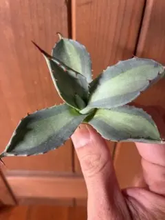 2026年最新】吉祥天 アガベ錦の人気アイテム - メルカリ