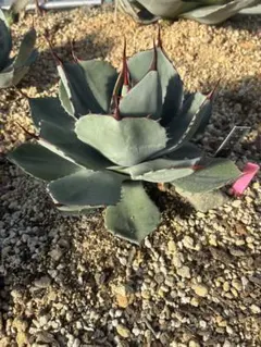 2026年最新】アガベ パリー 大株の人気アイテム - メルカリ