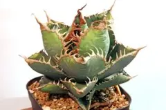 2026年最新】スーパーチタノタの人気アイテム - メルカリ