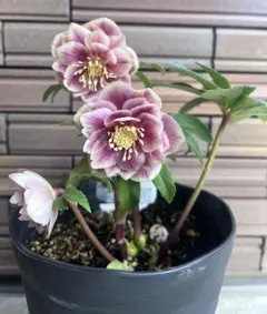 2026年最新】広瀬 ソレイユの人気アイテム - メルカリ