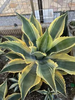 2026年最新】アガベ リップルエフェクトの人気アイテム - メルカリ