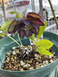 2026年最新】野田園芸の人気アイテム - メルカリ