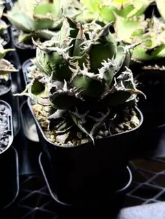 2026年最新】CJ special アガベの人気アイテム - メルカリ