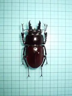 2026年最新】マルバネクワガタの人気アイテム - メルカリ