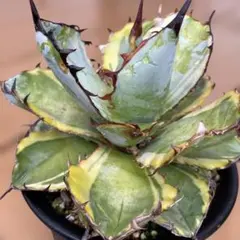 2026年最新】アガベ bb錦の人気アイテム - メルカリ