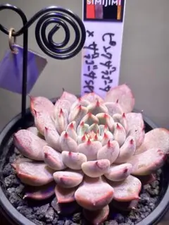 2026年最新】simijimiさん苗の人気アイテム - メルカリ