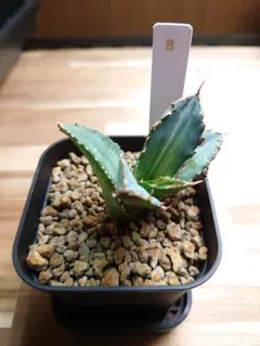 2026年最新】白鯨錦の人気アイテム - メルカリ