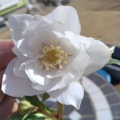 2026年最新】広瀬園芸の人気アイテム - メルカリ