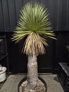 2026年最新】ユッカ リネアリフォリアの人気アイテム - メルカリ