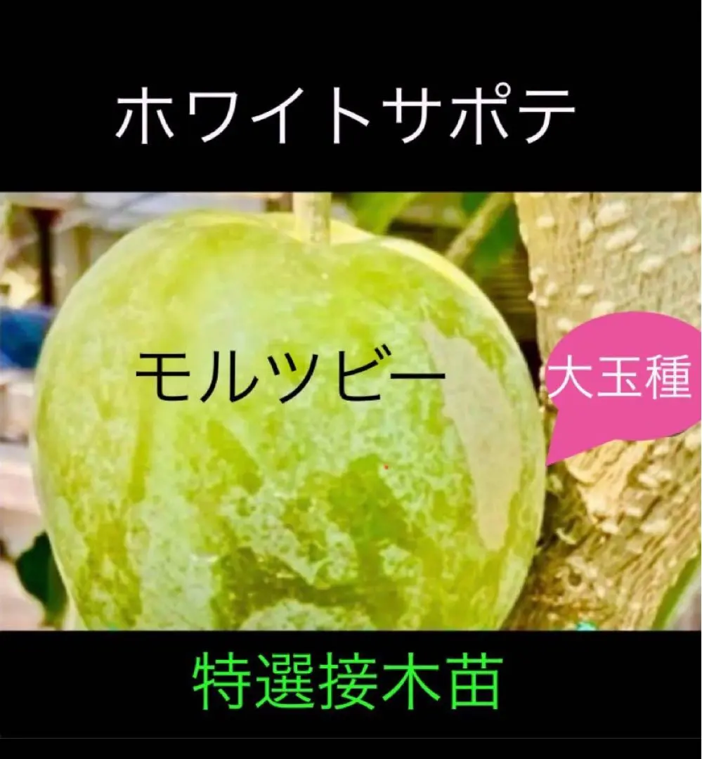 2026年最新】ホワイトサポテ 苗の人気アイテム - メルカリ