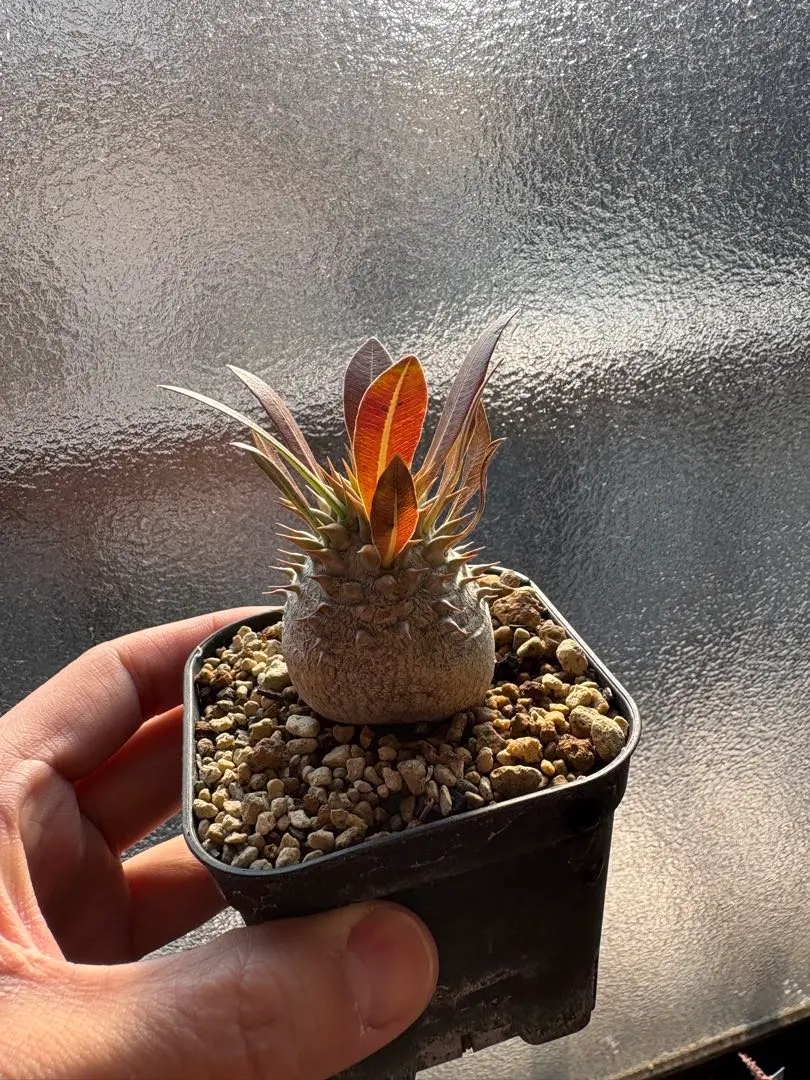 2026年最新】パキポディウム マカイエンセの人気アイテム - メルカリ